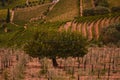 Vineyard at Peso da Regua in Alto Douro Wine Region, Portugal