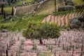 Vineyard at Peso da Regua in Alto Douro Wine Region, Portugal