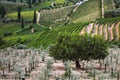 Vineyard at Peso da Regua in Alto Douro Wine Region, Portugal