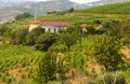 Vineyard at Peso da Regua in Alto Douro Wine Region, Portugal