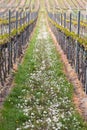 Vineyard in Pfalz, Germany