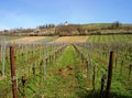 Vineyard in the Pfalz in spring