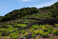 Vineyard in Pico, Azores Royalty Free Stock Photo