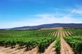 Vineyard plantation in the Alentejo region