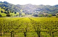 Vineyard plantation view over hills at spring day Royalty Free Stock Photo