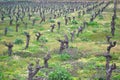 Landscape of a vineyard with vines or vine trunks. Royalty Free Stock Photo