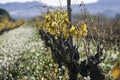 Vineyard plantation in winter in the MatarraÃÂ±a region, Teruel, Spain  Nature`s own colors in winter, with ocher and blues Royalty Free Stock Photo