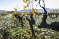 Vineyard plantation in winter in the MatarraÃÂ±a region, Teruel, Spain  Nature`s own colors in winter, with ocher and blues Royalty Free Stock Photo