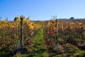 Vineyard planted with Barbera in the Italian OltrepÃ¯Â¿Â½ Pavese