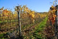 Vineyard planted with Barbera in the Italian OltrepÃ¯Â¿Â½ Pavese