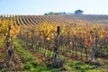 Vineyard planted with Barbera in the Italian Oltrepo Pavese