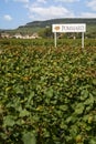 Vineyard with Pommard wine sign in amongst the vines in Pommard, Burgundy, France