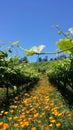 Vineyard poppies