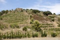 Vineyard in Priorat in Spain Royalty Free Stock Photo