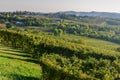 Vineyard for production of Prosecco wine grapes in Conegliano. Italy Royalty Free Stock Photo