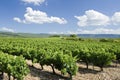 Vineyard. Provence. France.