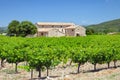 The vineyard in Provence Royalty Free Stock Photo