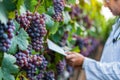 Vineyard Quality Control with Technology, generative ai Royalty Free Stock Photo