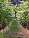 Vineyard in Radebeul Saxony / Germany