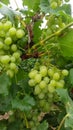 Vineyard after the rain grape Royalty Free Stock Photo