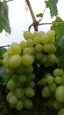 Vineyard after the rain grape Royalty Free Stock Photo