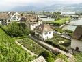 Vineyard in Rapperswil Royalty Free Stock Photo