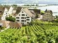 Vineyard in Rapperswil Royalty Free Stock Photo