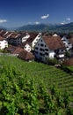 Vineyard in Rapperswil, Switze Royalty Free Stock Photo