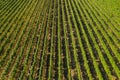 Vineyard raws in Daruvar region, Croatia