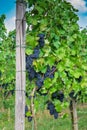 Vineyard of red grapes surrounded by greenery under a blue sky with a blurry background Royalty Free Stock Photo