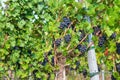 Vineyard of red grapes surrounded by greenery under sunlight with a blurry background Royalty Free Stock Photo