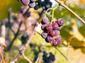 Vineyard vineyard red leaves berries with sunrays sunset Royalty Free Stock Photo