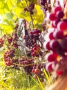 Vineyard vineyard red leaves berries with sunrays sunset Royalty Free Stock Photo