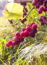 Vineyard vineyard red leaves berries with sunrays sunset Royalty Free Stock Photo