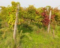 vineyard with red leaves of grapevine in autumn Royalty Free Stock Photo