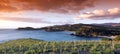 Vineyard in rench catalonia coast Royalty Free Stock Photo