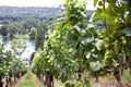 Vineyard at the Rhine river