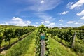 Vineyard of Riesling grape Royalty Free Stock Photo