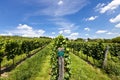 Vineyard of Riesling grape