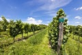 Vineyard of Riesling grape Royalty Free Stock Photo