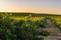 Vineyard at Rioja Alavesa, Basque Country, Spain Royalty Free Stock Photo