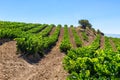 Vineyard at Rioja Alavesa, Basque Country, Spain Royalty Free Stock Photo