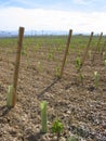 Vineyard, Rioja Spain Royalty Free Stock Photo