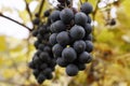 Vineyard and ripe grapes in autumn. Beautiful bunches of ripening grapes close-up Royalty Free Stock Photo