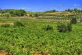 Vineyard with ripe grapes in Catalonia, Spain Royalty Free Stock Photo