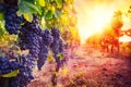 Vineyard with ripe grapes in countryside Royalty Free Stock Photo