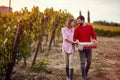 Vineyard with ripe grapes in countryside. young couple with grape in the vineyard