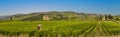 Vineyard with ripe grapes in Greve in Chianti