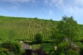 Vineyard in Riquewihr, France Royalty Free Stock Photo
