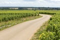 Vineyard, road in Bourgogne, Burgundy.